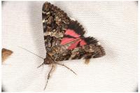 Catocala coniuncta