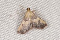 Endotricha flammealis