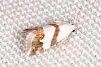 Eublemma candidana