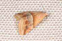 Eublemma parva