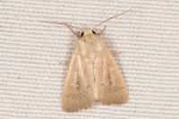 Mythimna sicula