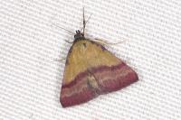 Phytometra viridaria
