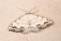 Scopula decorata