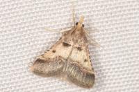 Stemmatophora brunnealis