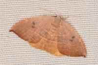 Watsonalla uncinula