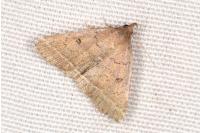 Zanclognatha zelleralis