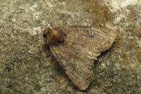 Mesapamea secalis