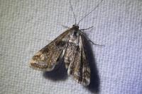 Cataclysta lemnata