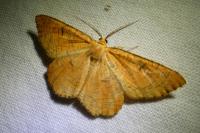Angerona prunaria