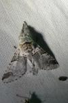 Furcula