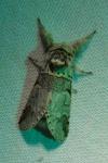 Furcula
