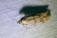 Homoeosoma sinuella