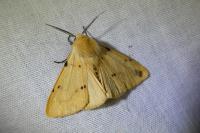 Spilarctia lutea