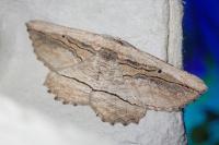 Menophra nycthemeraria