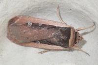 Ochropleura leucogaster