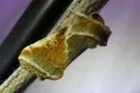 Habrosyne pyritoides