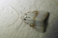 Meganola albula