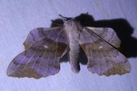 Laothoe populi