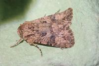 Anarta pugnax