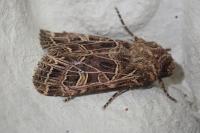Sideridis reticulata