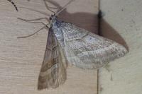 Scotopteryx coarctaria