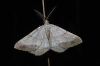 Selidosema brunnearia scandinaviaria