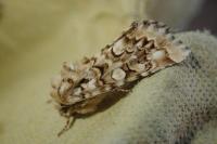 Hadena irregularis