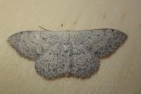Scopula marginepunctata