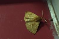 Lasiocampa trifolii trifolii