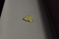 Opisthograptis luteolata