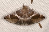 Dysgonia algira