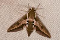 Hyles euphorbiae