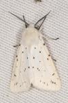 Spilosoma lubricipeda
