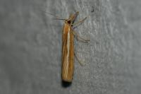 Agriphila tristella
