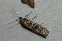 Dioryctria abietella
