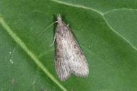 Lamoria anella