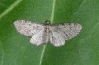 Eupithecia virgaureata