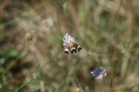 Tyta luctuosa