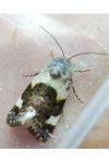 Acontia lucida