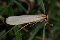 Eilema caniola