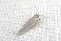 Indalia uniola