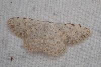 Scopula submutata roseonitens