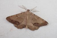 Selidosema brunnearia brunnearia