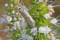 Phycitodes