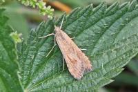 Nomophila noctuella