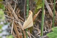 Rhodometra sacraria
