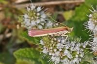 Oncocera semirubella