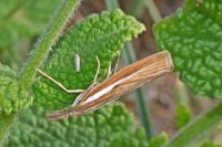 Agriphila tristella