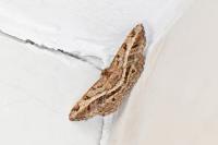 Chiasmia aestimaria
