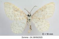 Asthena albulata